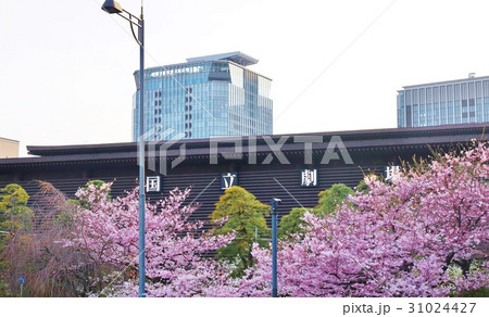 東京観光スポット・国立劇場前庭の桜と松・横位置 東京観光スポット・国立劇場前庭の桜と松・横位置 31024427