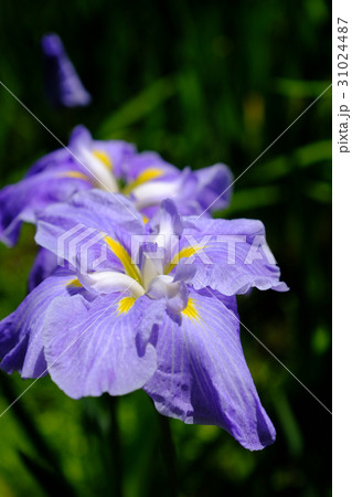菖蒲 31024487