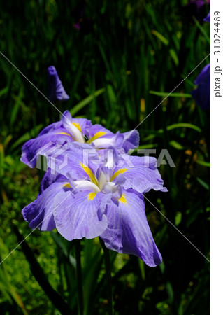 菖蒲 31024489