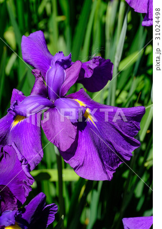 菖蒲 菖蒲 31024498