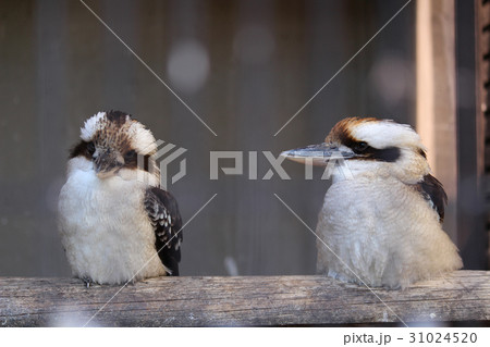 ワライカワセミ ワライカワセミ 31024520