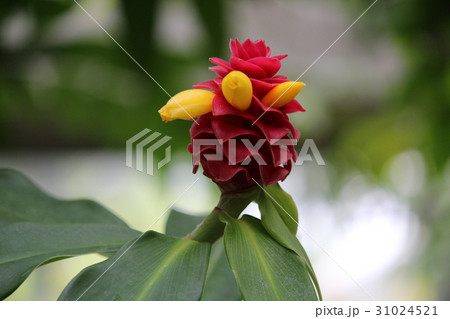 コスツスバルバツス コスツスバルバツス 31024521