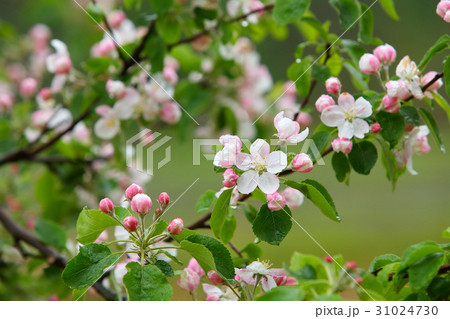 リンゴの花 リンゴの花 31024730