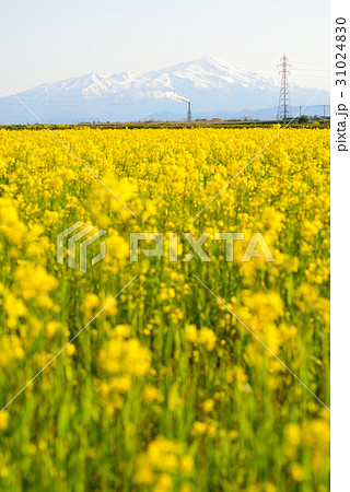 鳥海山と菜の花畑 31024830