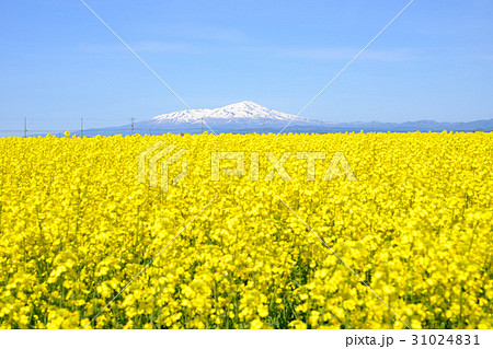 鳥海山と菜の花畑 31024831