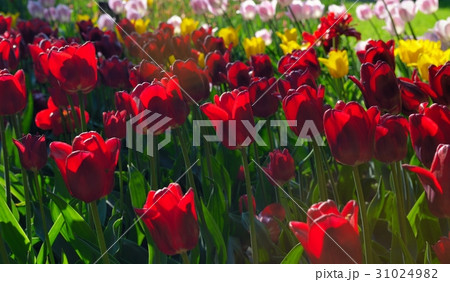 Red, yellow and pink tulips in the park Red, yellow and pink tulips in the park 31024982