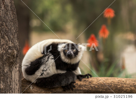 Black-and-white lemur on a branch Black-and-white lemur on a branch 31025196