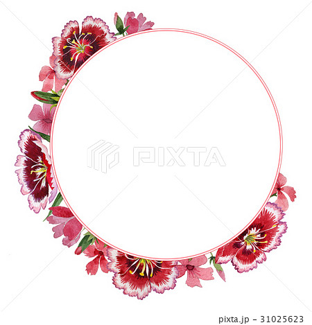 Wildflower carnation flower frame in a watercolor 31025623