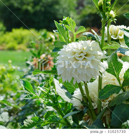White dahlia on flowerbed at summer park. White dahlia on flowerbed at summer park. 31025730