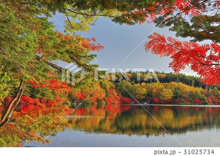 白駒池の紅葉シンメトリー 31025734
