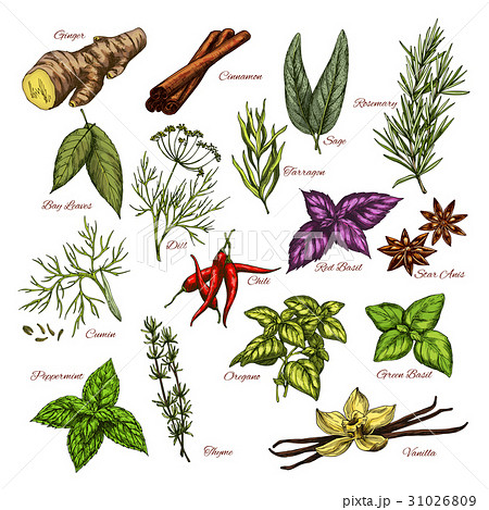 Vector spices and herbs sketch icons of seasonings Vector spices and herbs sketch icons of seasonings 31026809
