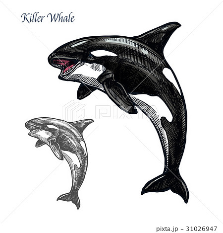 Killer whale or orca sea animal isolated sketch Killer whale or orca sea animal isolated sketch 31026947