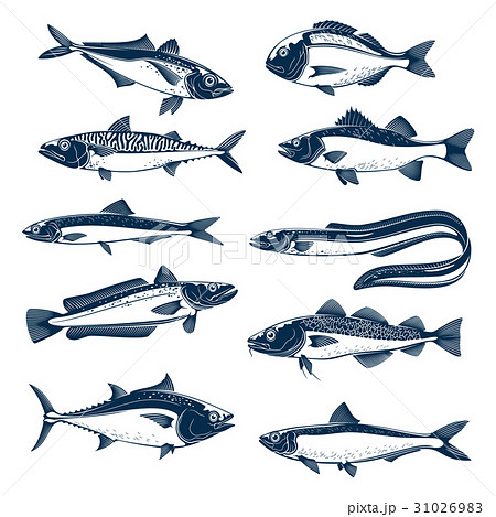 Sea fish icon set for seafood and fishing design Sea fish icon set for seafood and fishing design 31026983