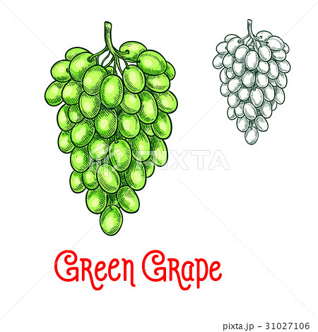 Green grape vector sketch isolated fruit berry Green grape vector sketch isolated fruit berry 31027106