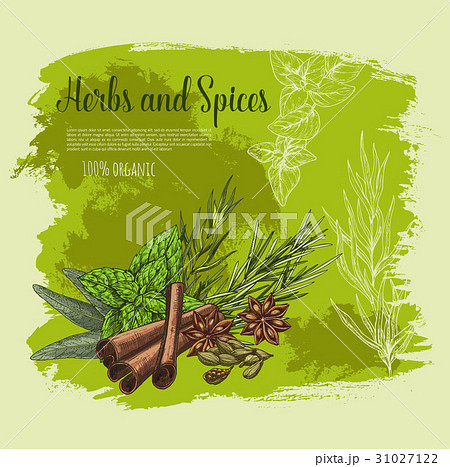 Vector poster of spices and herb seasonings 31027122