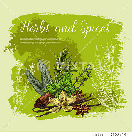 Vector poster of spices and herbal seasonings Vector poster of spices and herbal seasonings 31027142
