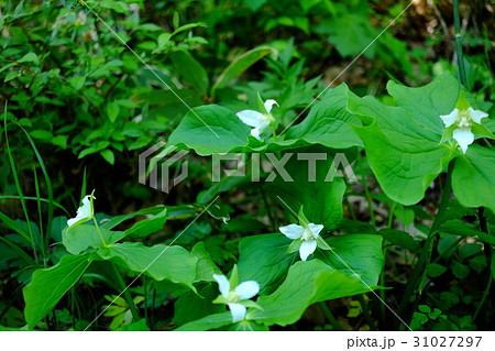 ミヤマエンレイソウ 31027297