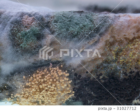 Fungus and mold on sliced bread 31027712