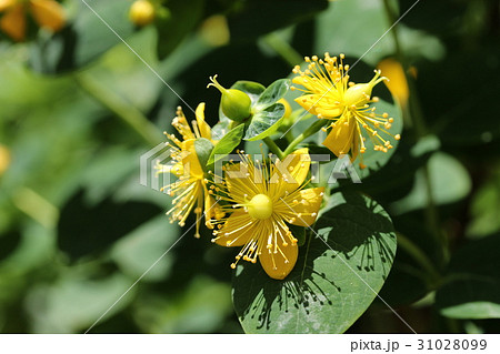 ヒペリカム ヒペリカム 31028099