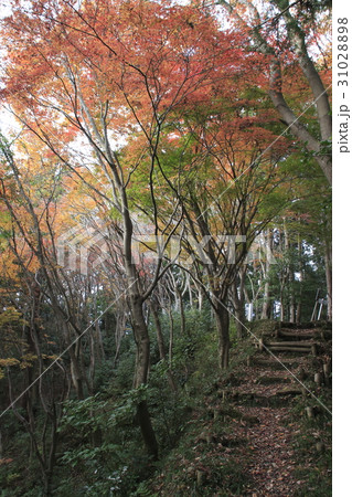 紅葉の大多喜県民の森にて 紅葉の大多喜県民の森にて 31028898