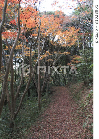 紅葉の大多喜県民の森にて 31028901