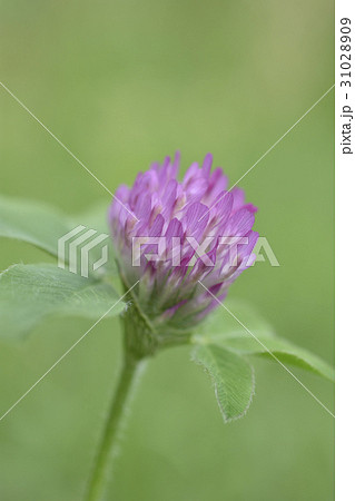 ムラキツメクサ 31028909