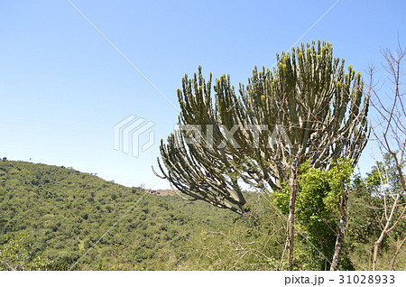 南アフリカ、ダーバン近郊の山で自生するサボテン。 南アフリカ、ダーバン近郊の山で自生するサボテン。 31028933