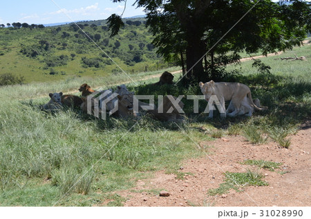 南アフリカ、ダーバン、ライオン 31028990