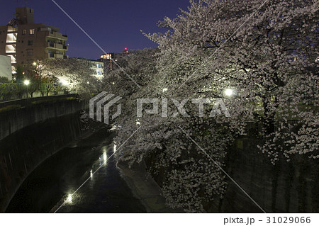 桜咲く、夜の石神井川(滝野川付近) 桜咲く、夜の石神井川(滝野川付近) 31029066