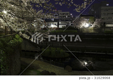 桜咲く、夜の石神井川(音無さくら緑地) 桜咲く、夜の石神井川(音無さくら緑地) 31029068