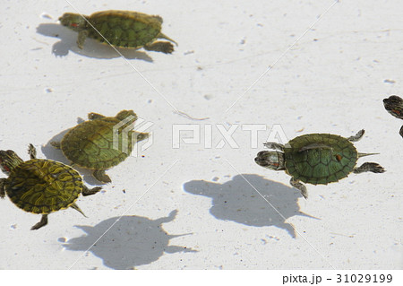 縁日のミドリガメ 31029199