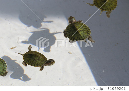 縁日のミドリガメ 縁日のミドリガメ 31029201