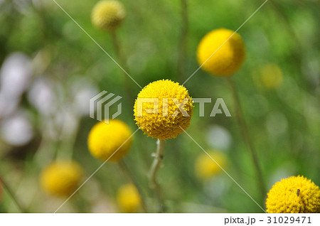 グラスペディア グラスペディア 31029471