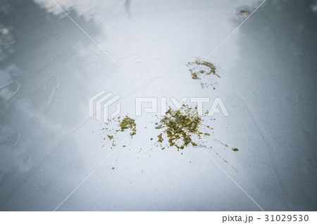 bird droppings on car hood 31029530