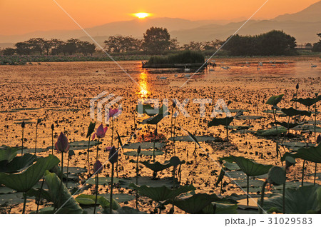 瓢湖の夏 31029583