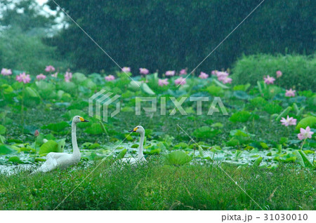 瓢湖の夏 31030010