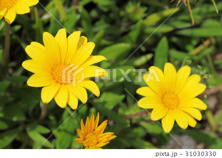 宿根ガザニアの花 宿根ガザニアの花 31030330