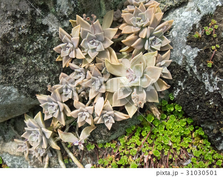 山の植物 31030501