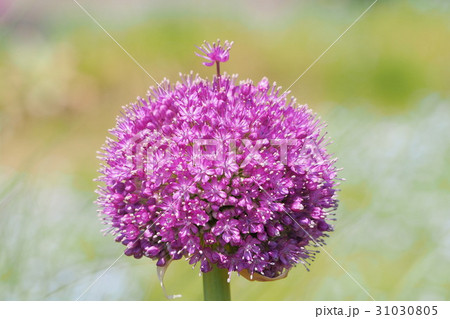 アリウム ギガンチウムの花の写真素材