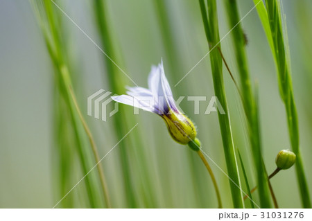 庭石菖(にわぜきしょう)の白花 庭石菖(にわぜきしょう)の白花 31031276