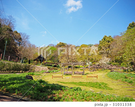 Green and colorful flower garden with blue sky 31031338