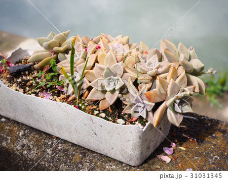 Crassulaceae Kalanchoe plant in the pot decoration Crassulaceae Kalanchoe plant in the pot decoration 31031345