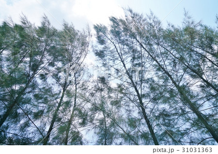 植物、緑、林、自然環境のイメージ写真 31031363