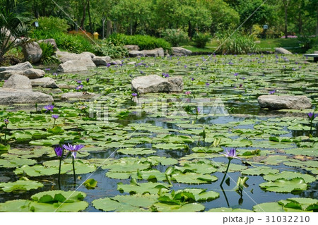 タイの公園、植物、睡蓮の池 タイの公園、植物、睡蓮の池 31032210