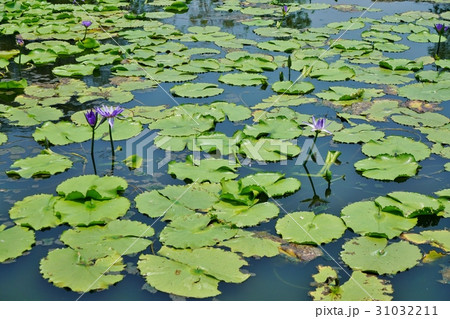 睡蓮の花、池(Flower of Water Lily) 睡蓮の花、池(Flower of Water Lily) 31032211
