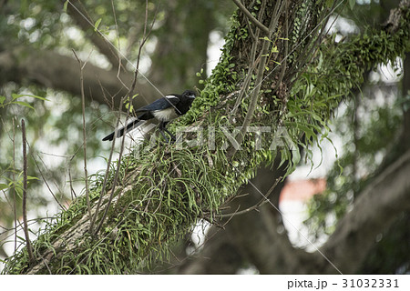 鳥 自然 天然 31032331
