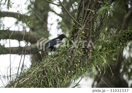鳥 自然 天然 31032337