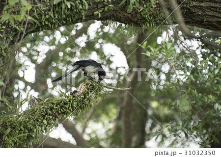 鳥 自然 天然 31032350