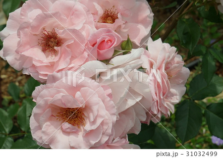 バラの花 淡ピンク色 バラの花 淡ピンク色 31032499