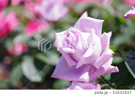 バラの花 品種 つるブルームーン の写真素材
